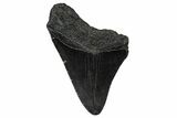 Partial Fossil Megalodon Tooth - Serrated Blade #374261-1